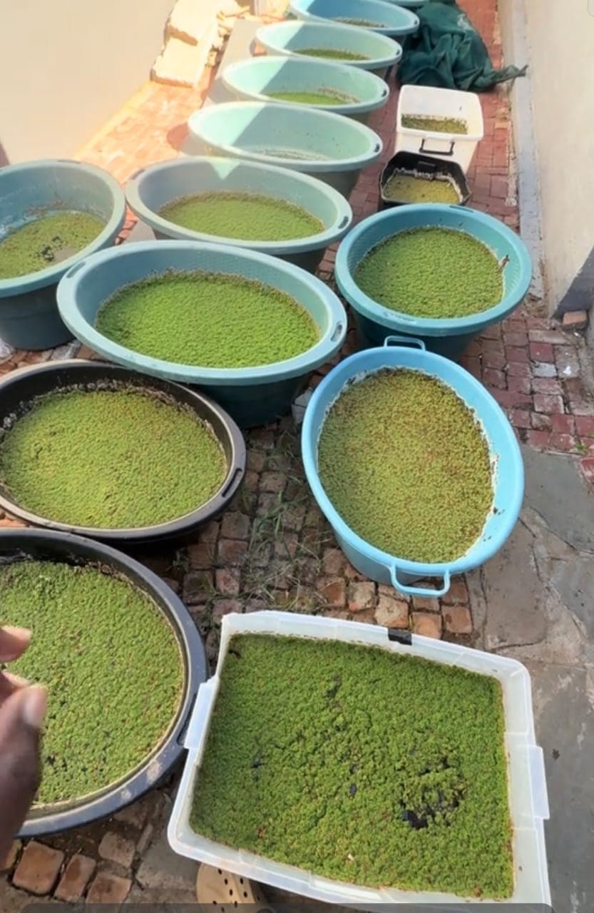 Azolla grown in basins as a closed-loop livestock feed source for Conservation Wealth Uganda households