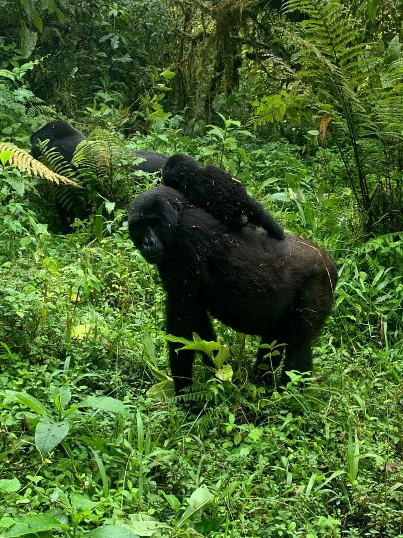 Exclusive field video footage capturing an adult mountain gorilla carrying an infant riding on its back in dense Bwindi rainforest.