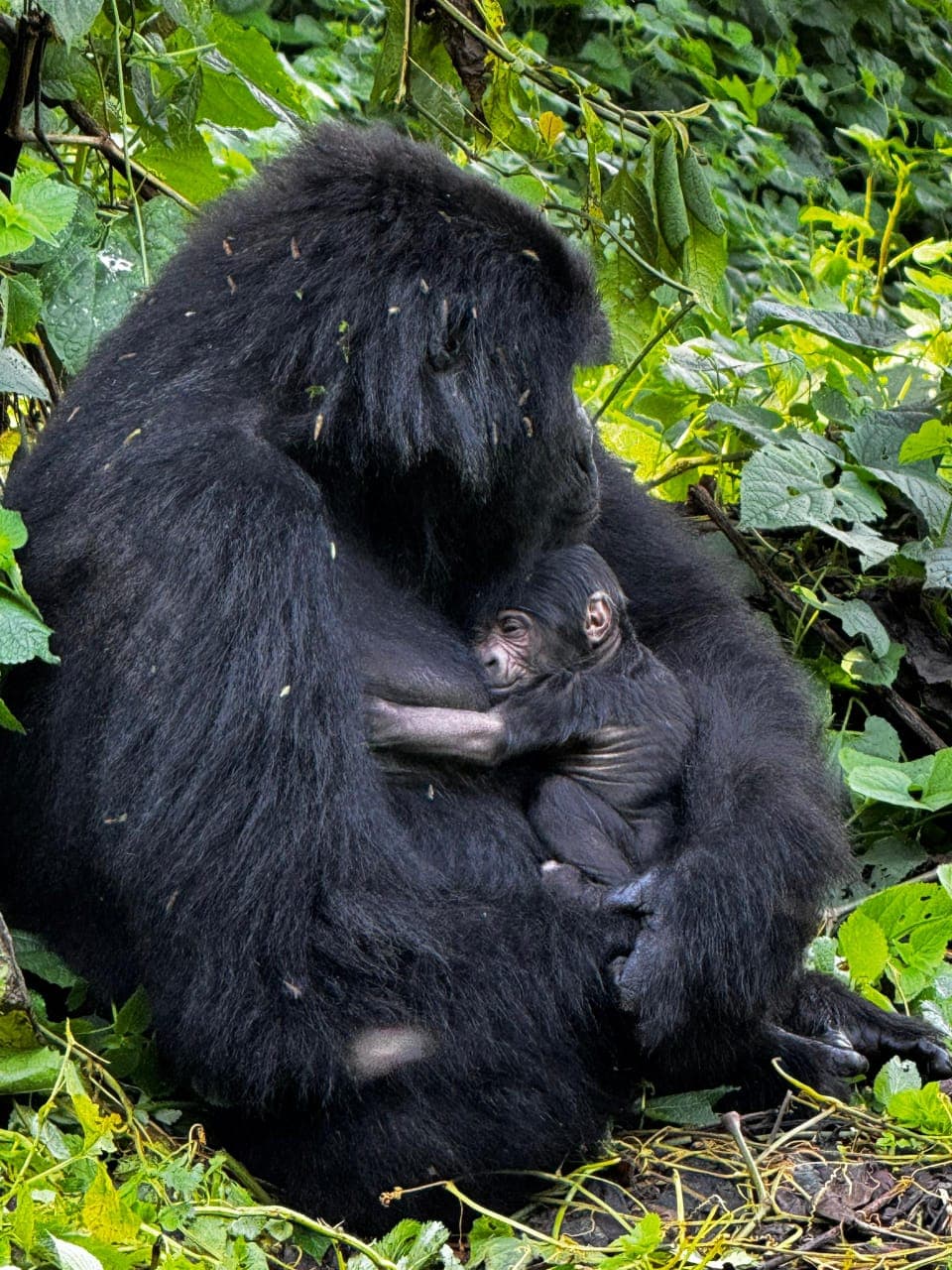 Mother mountain gorilla holding her infant in Bwindi Impenetrable National Park