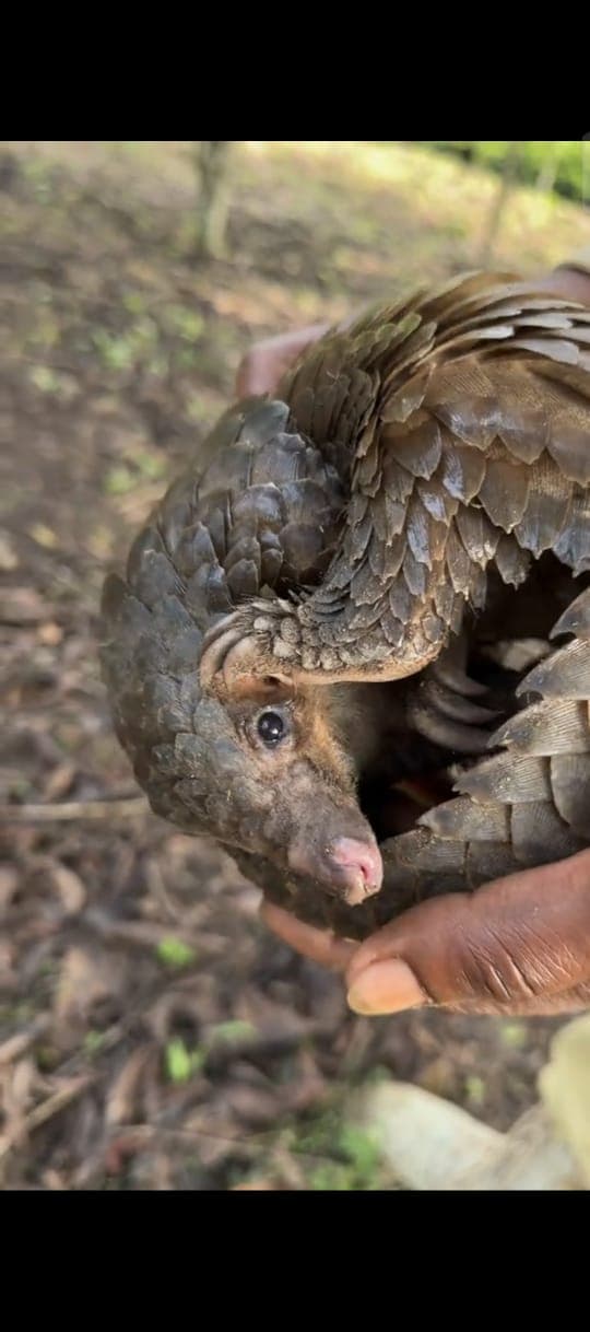 Rescued pangolin curled up and held gently by a Conservation Village team member