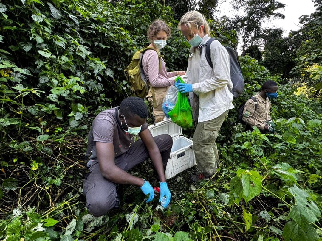 Team of researchers wearing protective masks and gloves collecting samples and using portable coolers in field vegetation.