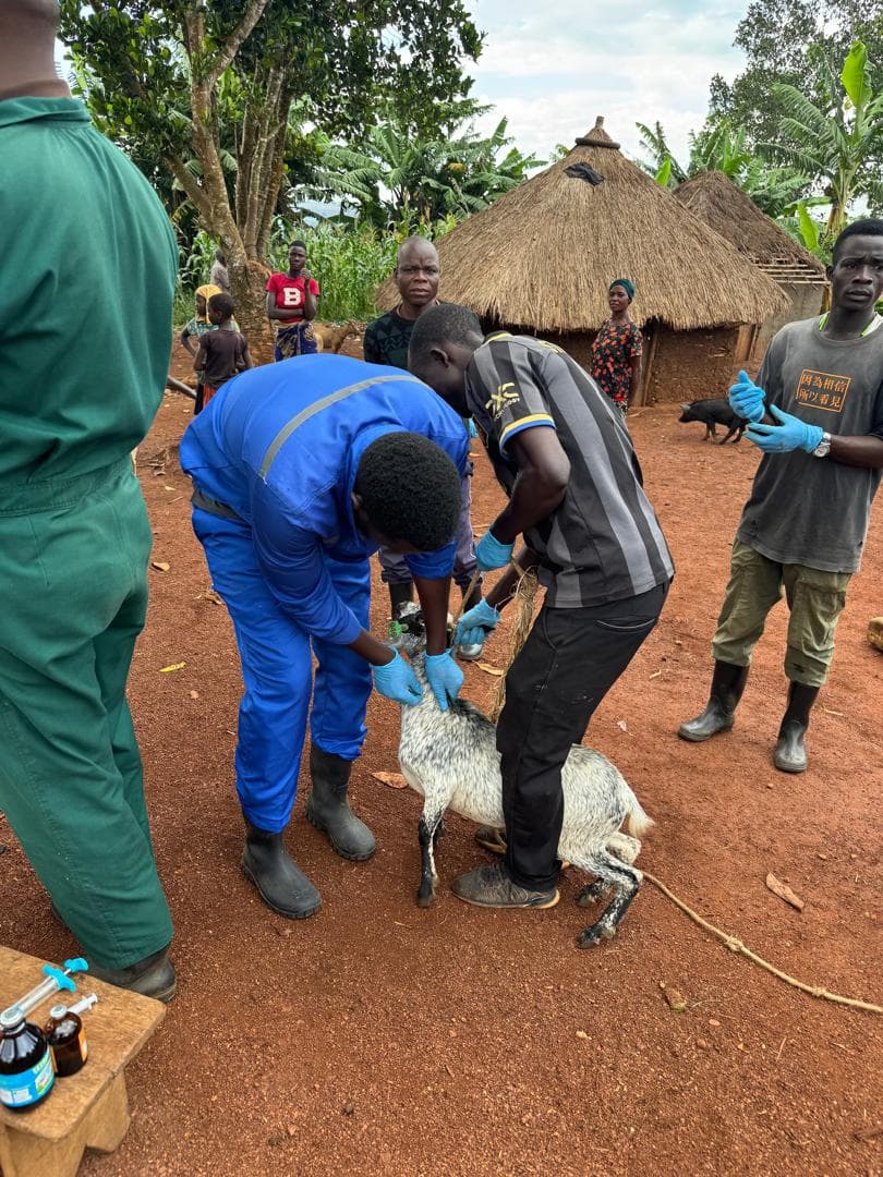 Conservation Village team providing veterinary treatment for a goat