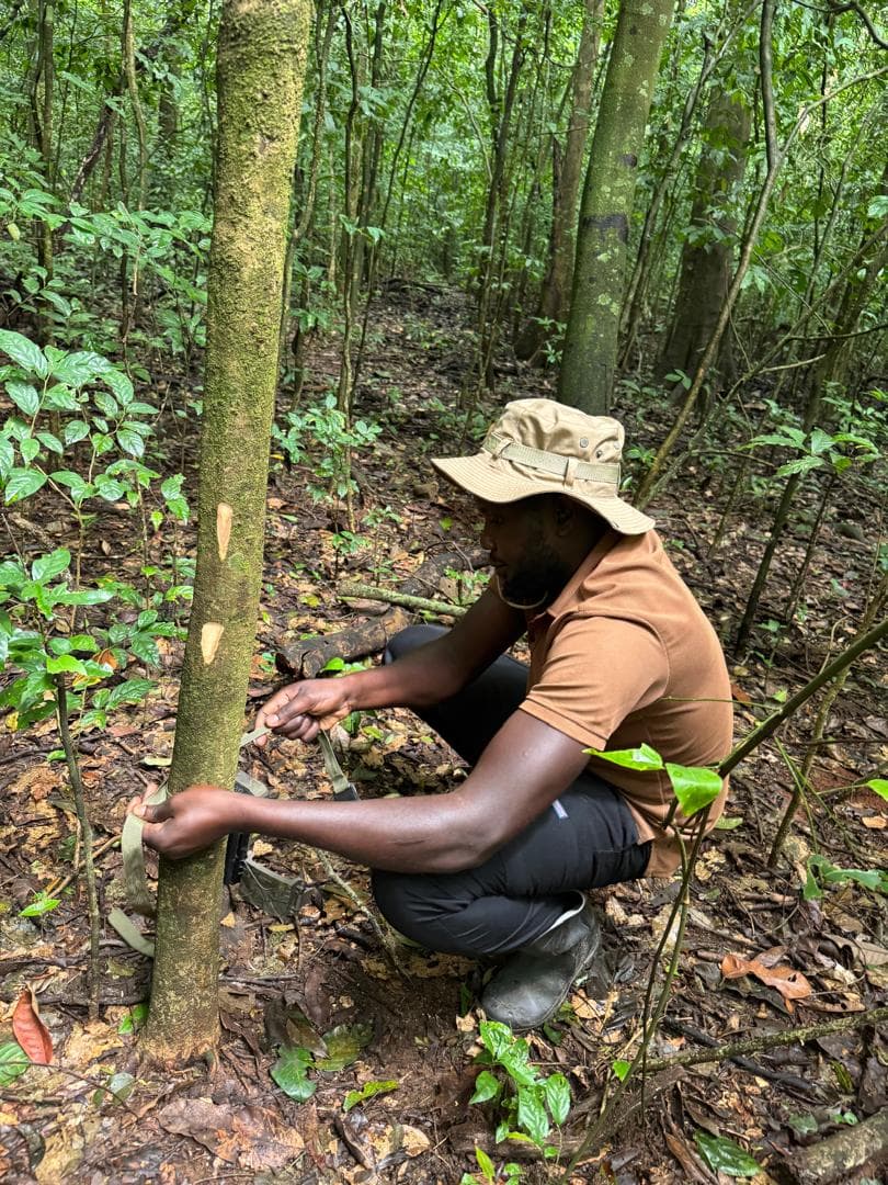 Field researcher checking a tagged tree during phenology monitoring in Budongo Forest.