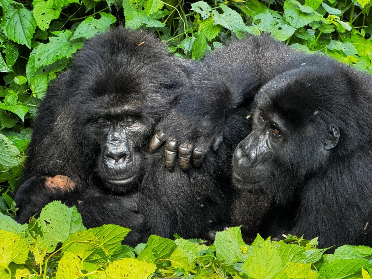 Two adult mountain gorillas resting peacefully together in lush, green natural forest habitat.