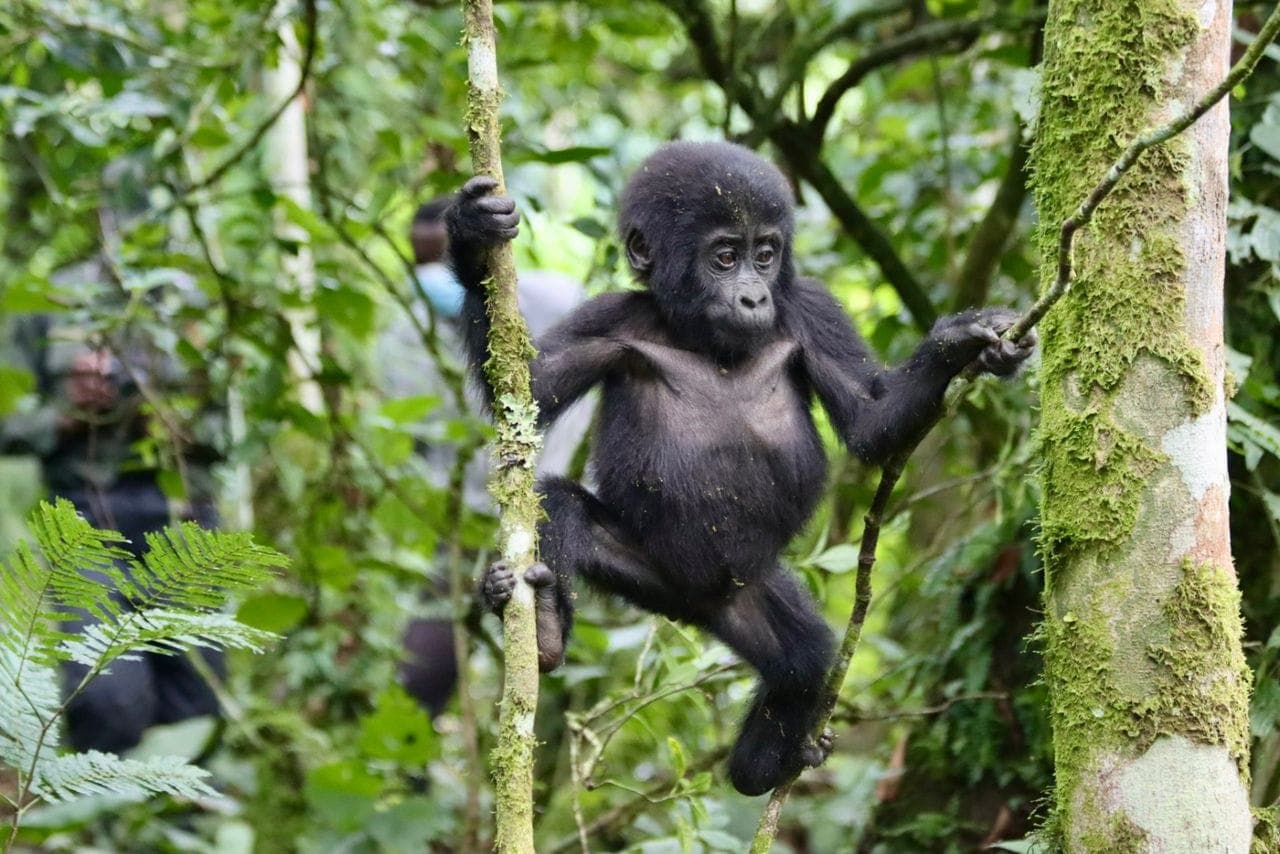 Young mountain gorilla climbing a tree branch in Bwindi Impenetrable National Park