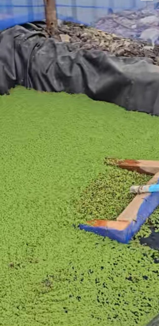 Azolla, a fast-growing aquatic fern, cultivated as closed-loop livestock feed for Conservation Wealth Uganda